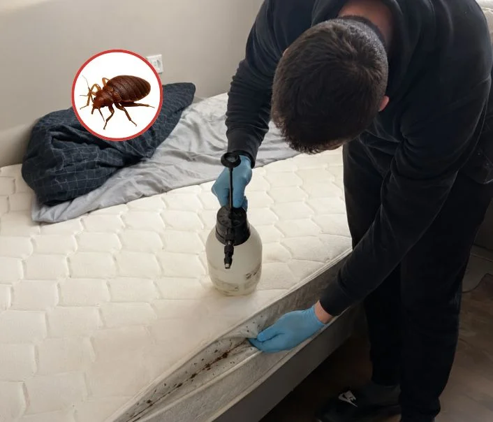 Technicien traitant un matelas contre les punaises de lit à Corbeil-Essonnes